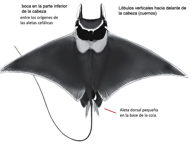 Mobula mobular_01.jpg